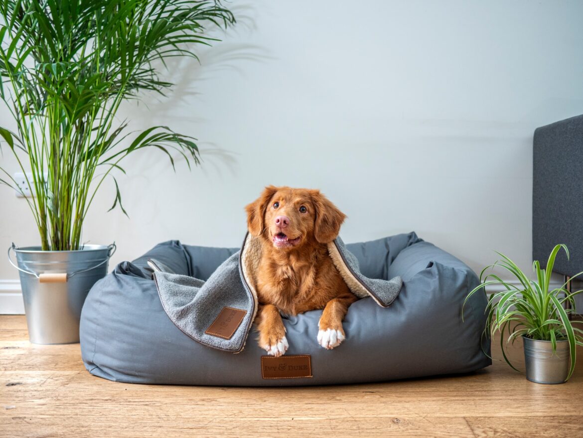 Hobbyer og hunde